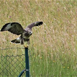 Common Buzzard