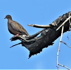 Mourning Dove