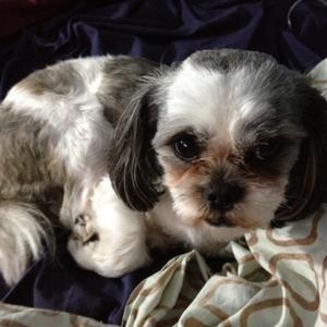 Shih Tzu