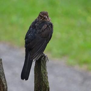 Eurasian Blackbird