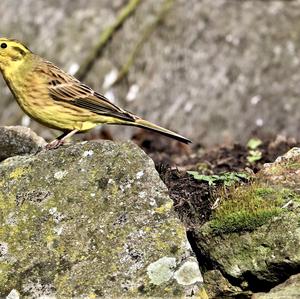 Yellowhammer