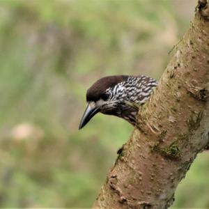 Spotted Nutcracker