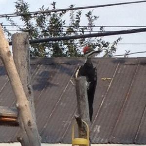 Pileated Woodpecker