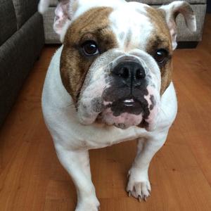 Englische Bulldogge