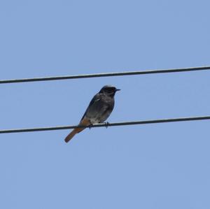 Black Redstart