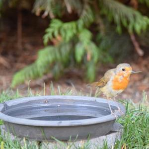 European Robin