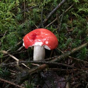 Emetic Russula