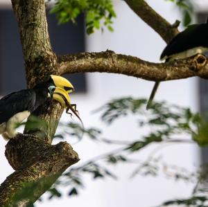 Oriental Pied Hornbill