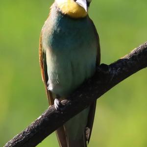 European Bee-eater