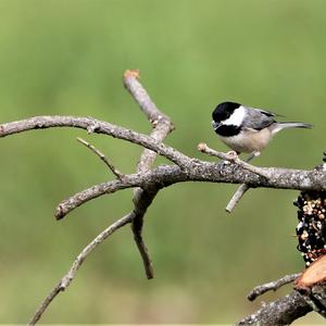 Carolina Chickadee