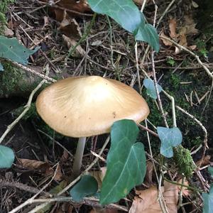 Mycena, Common