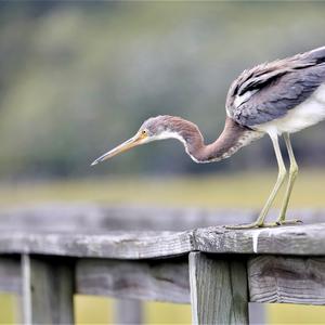 Purple Heron