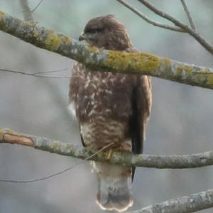 Common Buzzard