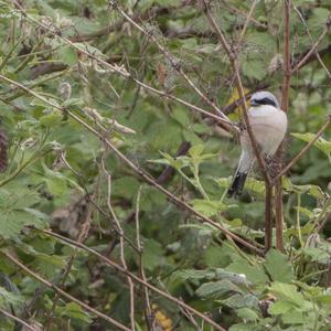 Red-backed Shrike