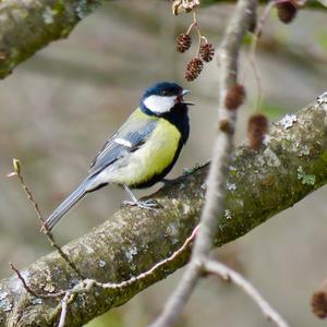 Great Tit