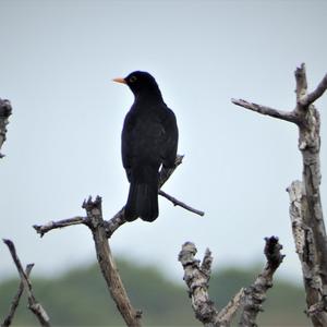 Eurasian Blackbird