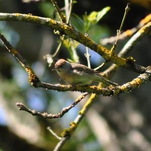 Blackcap