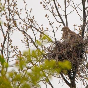 Common Buzzard