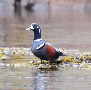 Harlequin Duck