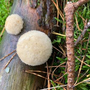 Bearded Tooth