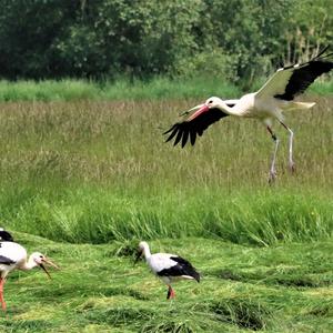 White Stork