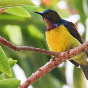 Plain-throated Sunbird