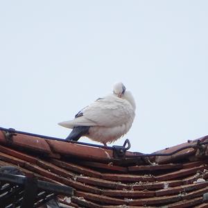 Unknown Species