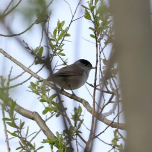 Blackcap