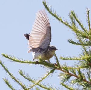 Water Pipit