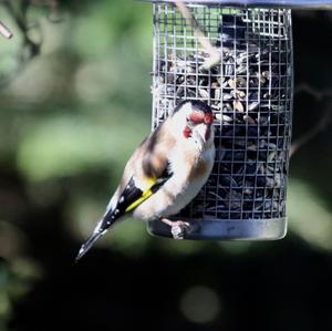 European Goldfinch