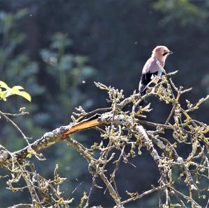 Eurasian Jay