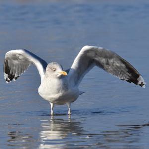 Herring Gull