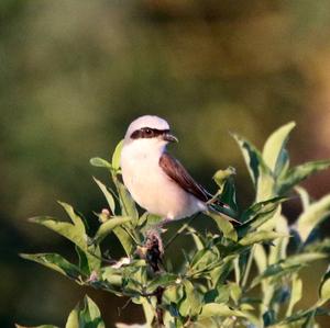 Red-backed Shrike