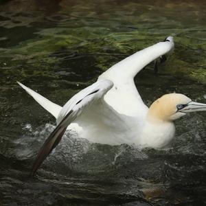 Northern Gannet