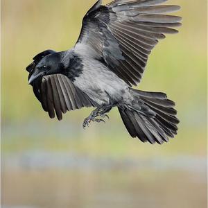 Hooded Crow