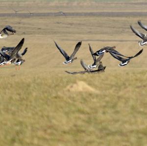 Greater White-fronted Goose