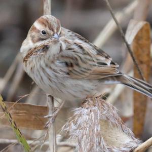 Reed Bunting