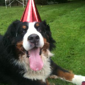 Bernese Mountain Dog