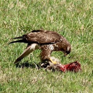 Mäusebussard