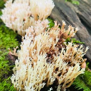 Crown Coral