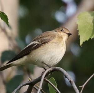 European Pied Flycatcher