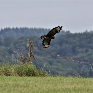 Mäusebussard