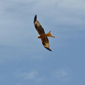 Red Kite