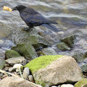 Carrion Crow