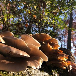 Oyster Mushroom