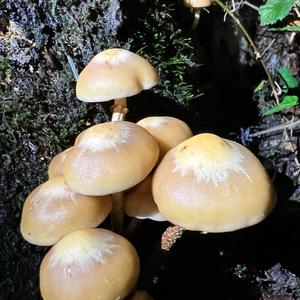 Changing Pholiota