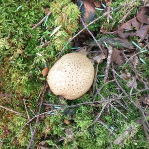 Parasitic Bolete