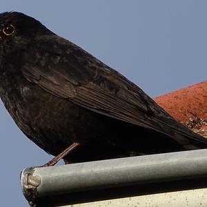 Eurasian Blackbird