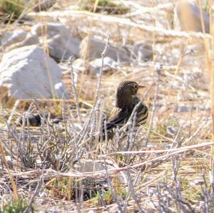 Meadow Pipit