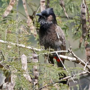 Red-vented Bulbul